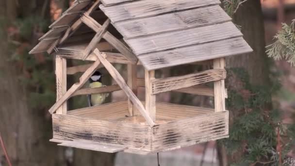 Nuthatch Μεγάλο Ποντίκι Και Chickadee Πέταξε Στον Τροφοδότη Πίσω Από — Αρχείο Βίντεο
