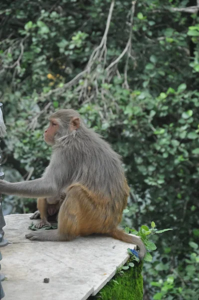 Singe Femelle Avec Son Bébé Assis Dehors Dans Parc — Photo