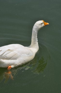 Gölde yüzen beyaz bir ördek 