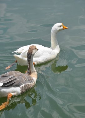 Gölde fotokopi aletiyle yüzen iki ördek. 