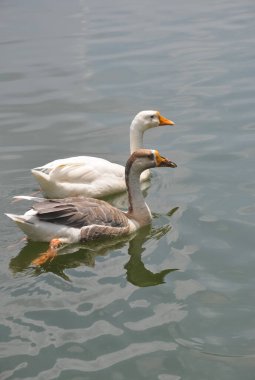 Gölde fotokopi aletiyle yüzen iki ördek. 