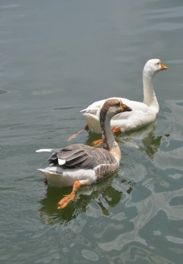Gölde fotokopi aletiyle yüzen iki ördek. 