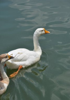 Gölde fotokopi aletiyle yüzen iki ördek. 