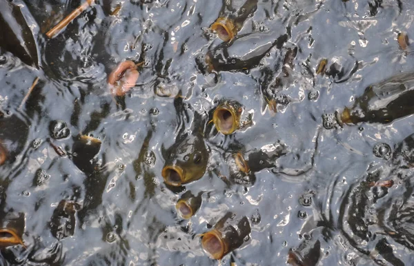 Vista Superior Del Grupo Peces Reúnen Abren Boca Para Comer — Foto de Stock