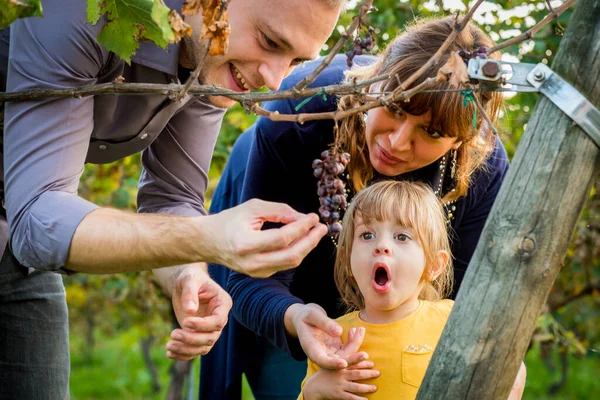 Mutlu bir aile üzüm bağında birlikte üzüm yerken eğleniyor. Baba, anne ve kız üzüm toplamanın keyfini çıkarın.