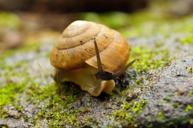 salyangoz yakın çekim