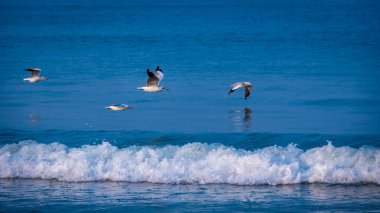 Tarkarli Malvan 'da, mavi Arap denizinin üzerinde uçan martılar.