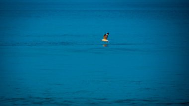 Tarkarli Malvan 'da, mavi Arap denizinin üzerinde uçan martılar.