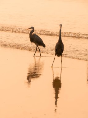 Tarkarli, Malvan 'daki deniz kıyısında balıkçıl grubu.