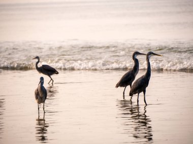 Tarkarli, Malvan 'daki deniz kıyısında balıkçıl grubu.
