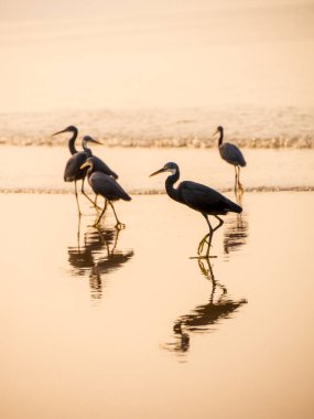 Tarkarli, Malvan 'daki deniz kıyısında balıkçıl grubu. Dikey veya dikey oryantasyon