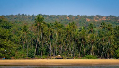 Hindistancevizi ağaçları ve Sindhudurg bölgesinde balıkçı tekneleri olan güzel Hint okyanusu manzarası