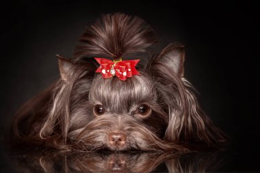 Siyah arka planda güzel Yorkshire teriyer köpek çikolatasının portresi.