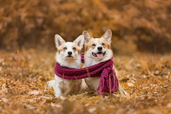 Портрет Двух Валлийских Корги Пемброк Породы Собак Сидящих Вместе Шарфе — стоковое фото