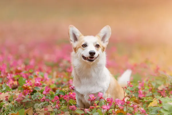轻柔的粉红花朵中的快乐微笑的山核桃刺犬的画像 — 图库照片