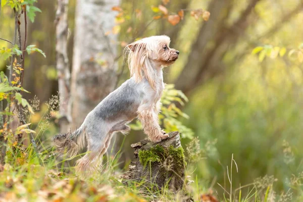 Smart Yorkshire Terrier Chien Race Standig Sur Souche Dans Forêt — Photo