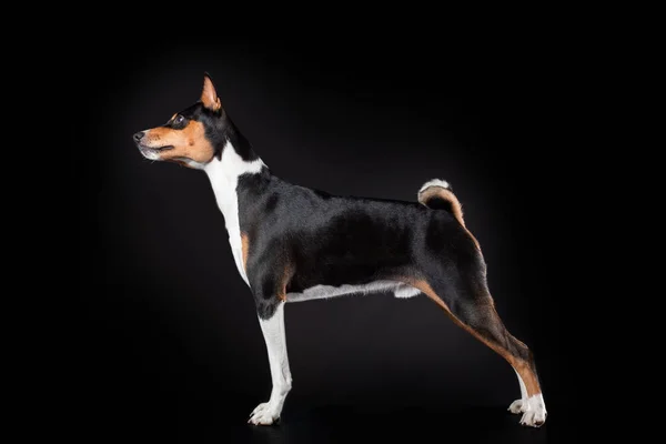 Portret Van Basenji Ras Hond Van Tricolor Staande Training Gehoorzaamheid — Stockfoto