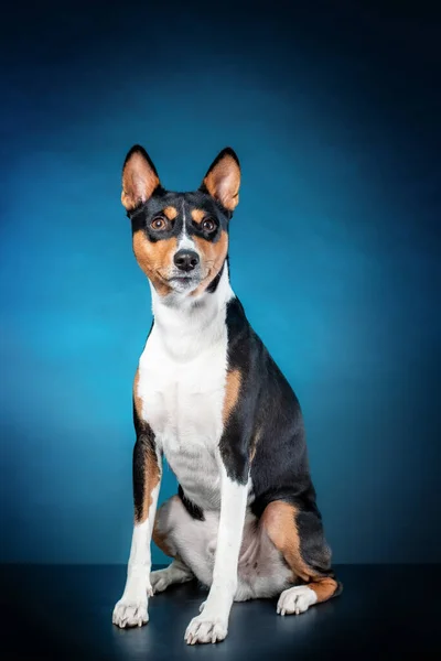 Jonge Hond Van Afrikaanse Basenji Ras Van Tricolor Zwart Oranje — Stockfoto