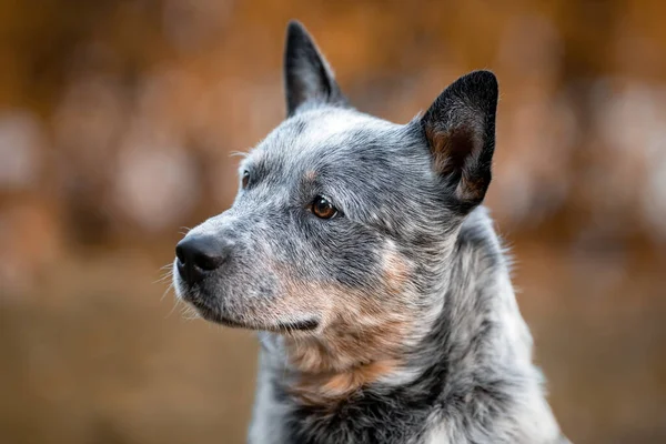Primer Retrato Perro Ganado Australiano Talón Azul Naturaleza Otoño —  Fotos de Stock