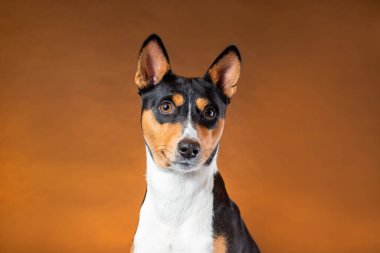 Afrika Basenji 'nin genç köpeğinin portresi kahverengiye karşı siyah, turuncu ve beyaz üç renkli.
