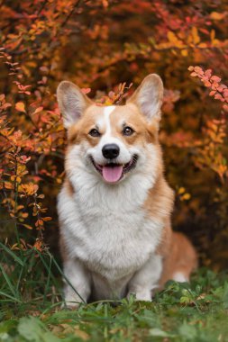 Sonbaharda gülen Galli Corgi Pembroke cinsi köpeğin portresi.