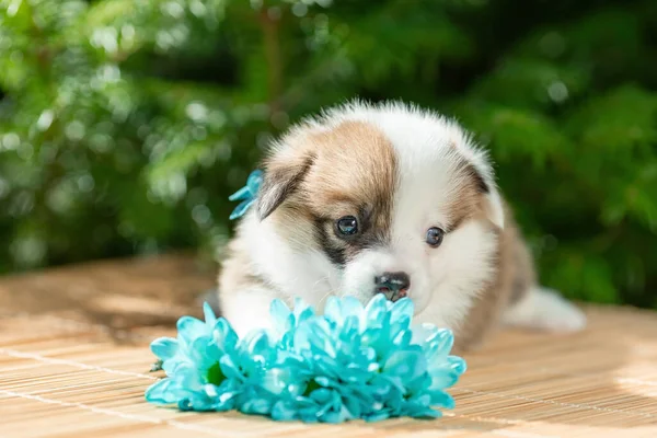 Nieśmiały Cute Szczeniak Walijski Pembroke Corgi Pies Bukietem Niebieskich Kwiatów — Zdjęcie stockowe
