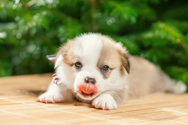Słodkie Mały Szczeniak Walijski Corgi Pembroke Pies Rasa Język Obecnie — Zdjęcie stockowe