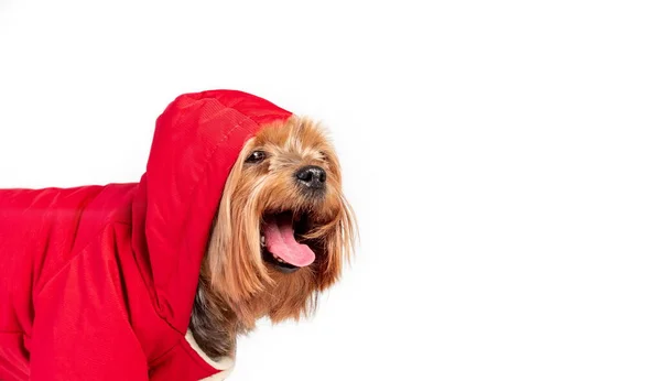 Happy Smiling Yorkshire Terrier Breed Dog Red Coat Closeup White — Stock Photo, Image