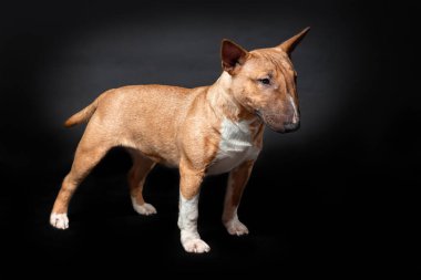 Minyatür boğa teriyerinin dişi köpeği. Kırmızı renkte. Siyah arka planda tek başına duruyor.