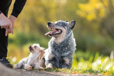 Yorkshire Teriyeri 'nin iki köpeği ve Blue Heeler namı diğer Avustralya sığır çobanı güz güz doğada birlikte uzanıp emirlere uyuyorlar. İtaat eğitimi.