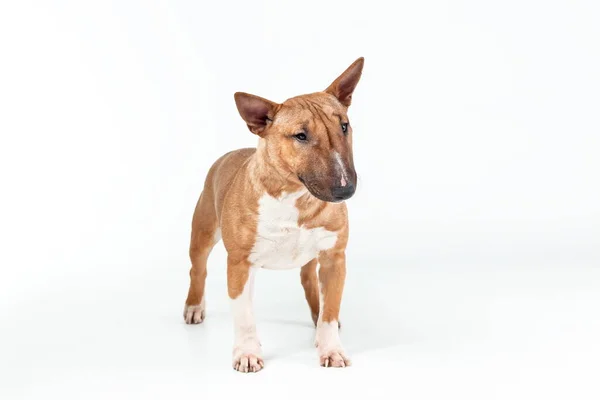 Vrouwelijke Hond Van Miniatuur Stier Terriër Van Rode Kleur Staande — Stockfoto