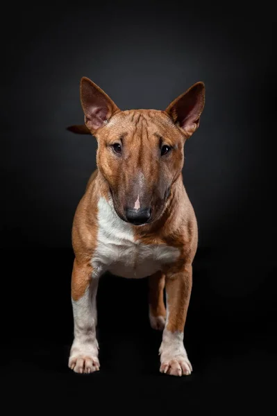 Retrato Cão Fêmea Terrier Touro Miniatura Cor Vermelha Isolado Fundo — Fotografia de Stock