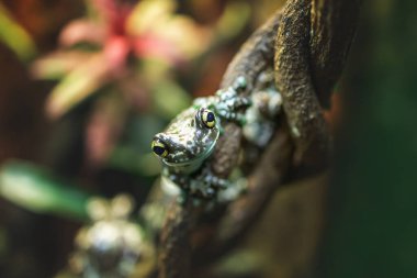 Portrait of small milk frog sitting on tree in jungle forest. Wildlife at nature
