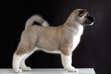 profile view of purebred little puppy of american akita breed dog standing on black background