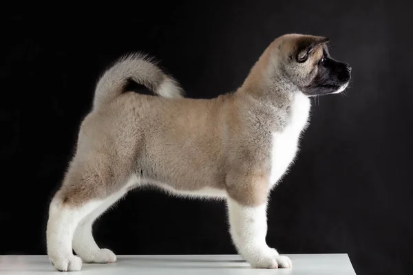 Profile View Purebred Little Puppy American Akita Breed Dog Standing — Zdjęcie stockowe