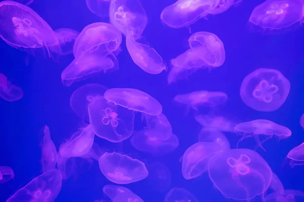 Pink Jellyfishes Blue Water — Stock Fotó