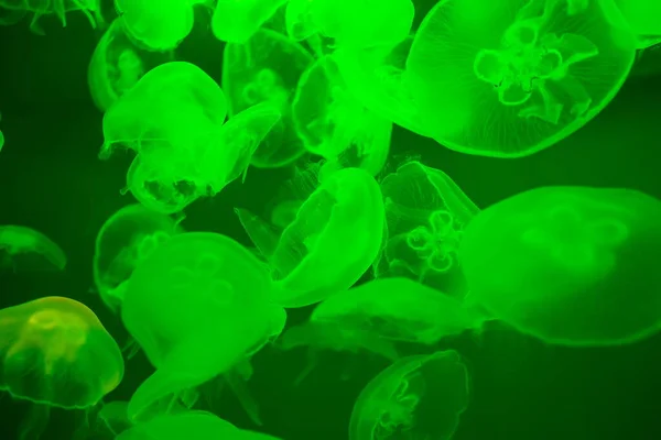 Green Jellyfishes Dark Water — Fotografia de Stock