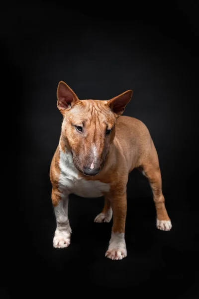Portret Van Vrouwelijke Hond Van Miniatuur Stier Terrier Ras Van — Stockfoto