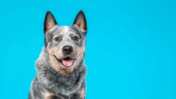 用舌头在蓝色背景下伸出来的蓝色猎狗或澳大利亚牧羊犬快乐笑脸的特写 复制空间 — 图库照片