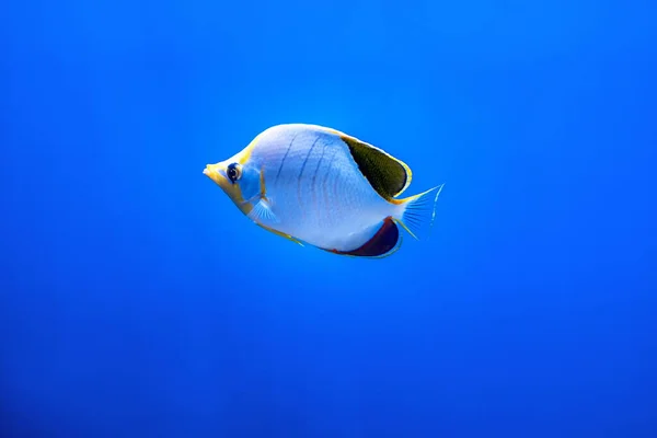 Trópusi Korall Pillangóhalak Úsznak Kék Tenger Hátterében — Stock Fotó