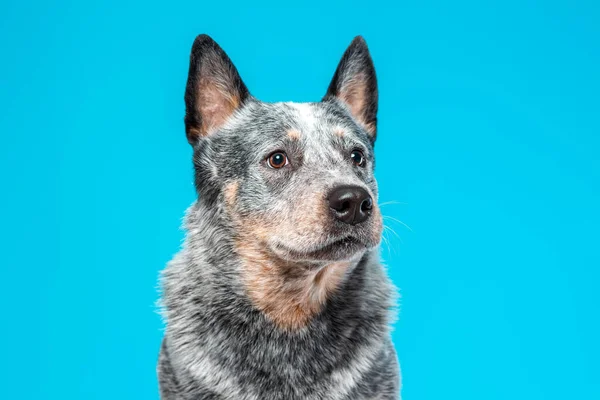 Close Portret Van Ernstige Gezicht Van Blauwe Heeler Australische Runderen Rechtenvrije Stockafbeeldingen