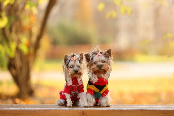 Deux Chiens Mignons Race Terrier Yorkshire Tricot Assis Sur Banc Images De Stock Libres De Droits