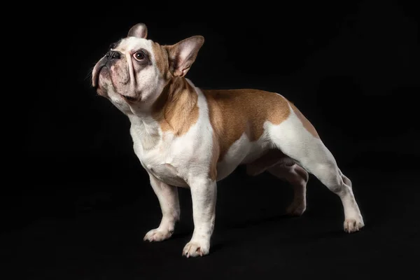 Jong Frans Bulldog Staande Geïsoleerd Zwarte Achtergrond — Stockfoto