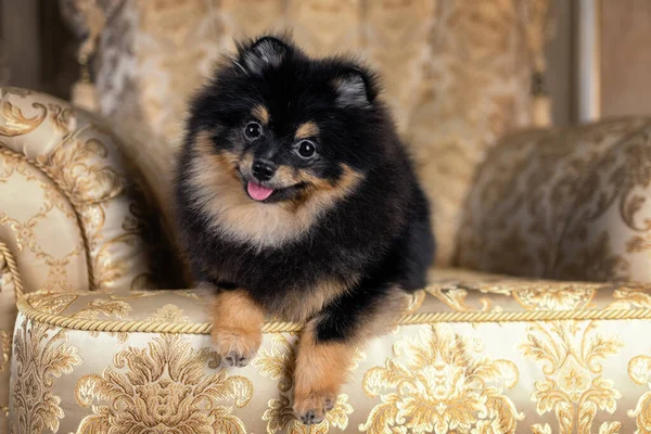 Szczęśliwy Uśmiechnięty Pomeranian Spitz Dog Czarny Kolor Soboli Leżących Złoty — Zdjęcie stockowe