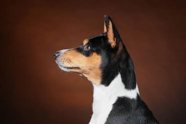 Perfil Cerca Vista Cabeza Joven Perro Africano Basenji Sobre Fondo —  Fotos de Stock