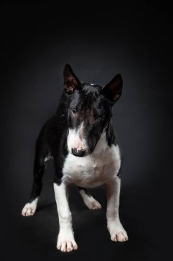 Minyatür boğa teriyerinin erkek köpeğinin portresi siyah arka planda tek başına duran siyah ve beyaz renkte. Ön görünüm