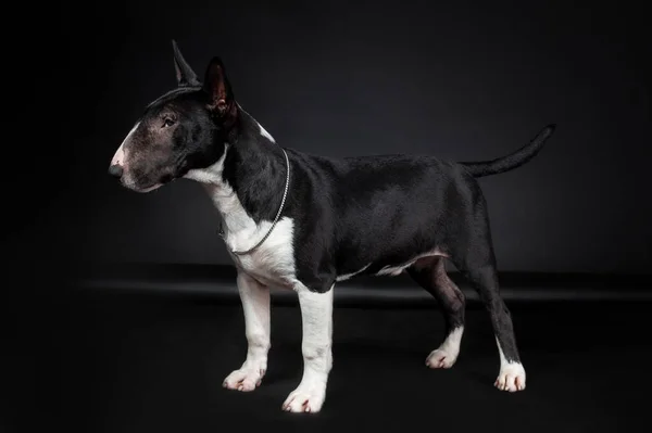 Man Raszuivere Hond Van Miniatuur Stier Terrier Ras Van Zwart — Stockfoto