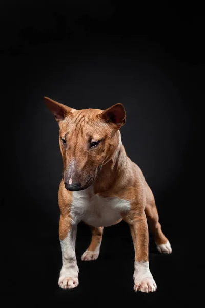 Portret Van Schattige Puppy Vrouwelijke Hond Van Miniatuur Stier Terrier — Stockfoto