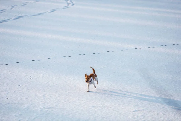 Pastýřský Pes Russell Teriér Plemene Běží Ledu Sněhu Zimě Kopírovat — Stock fotografie