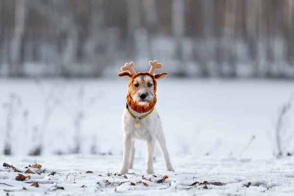 Porträt Des Jungen Lustigen Hundes Der Rasse Pastson Russell Terrier — Stockfoto